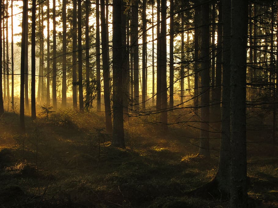 silhouette of a trees during sunrise, forest, spruce, morning HD wallpaper