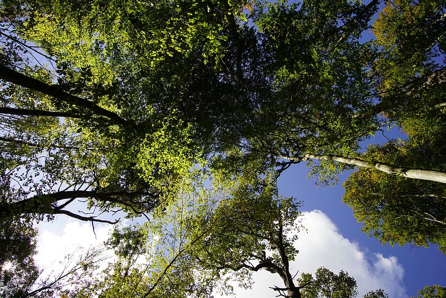 tree, sky, perspective, forest, log, blue sky, mood, nature HD wallpaper