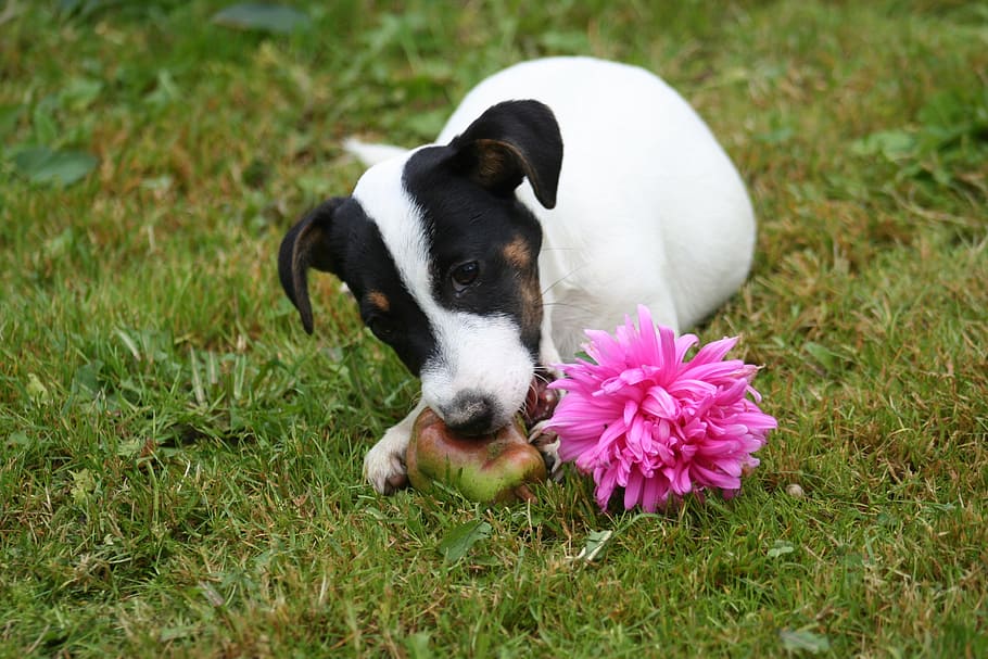 small, havko, terrier, pulp, dog, pet, grass, outdoors, flower HD wallpaper