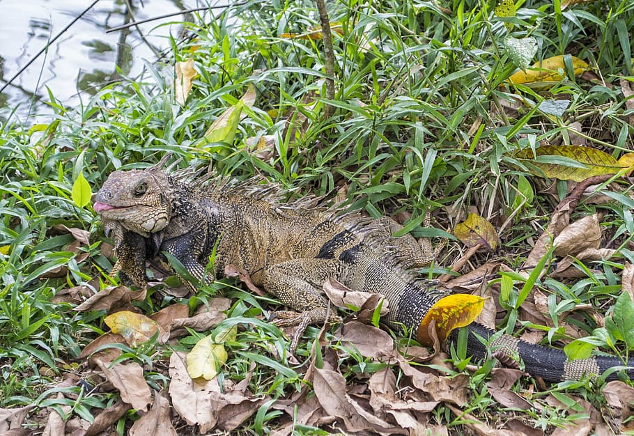 iguana, lizard, green, grass, eat, park, nature, reptile, iguanas HD wallpaper