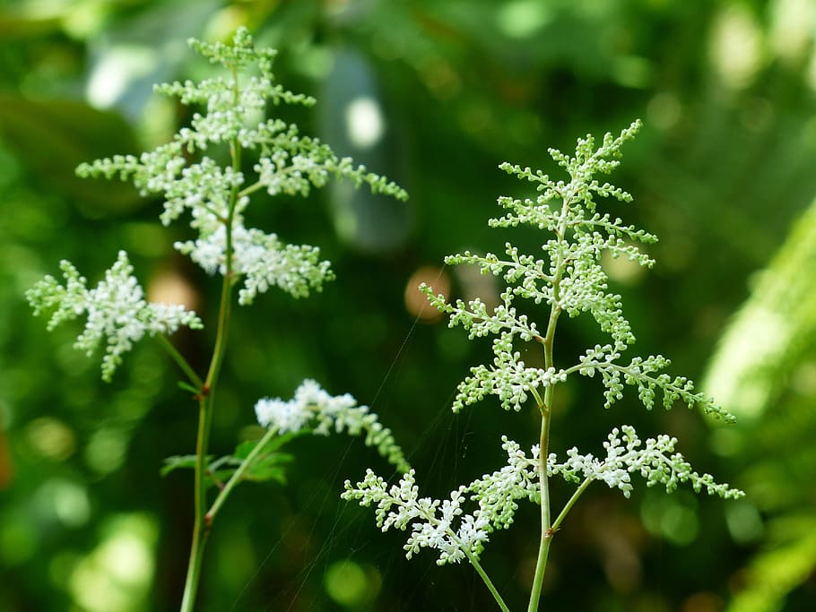 forests geißbart, aruncus dioicus, shrub, bud, aruncus sylvestris HD wallpaper