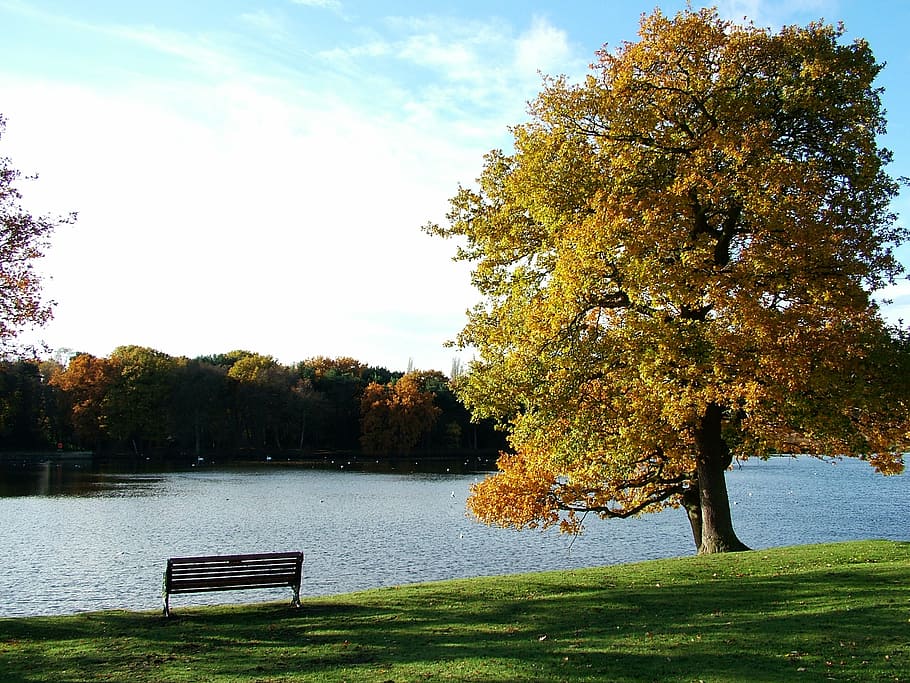 brown bench near tree and body of water, park, landscape, green HD wallpaper