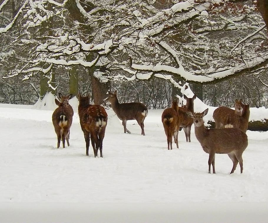 Germany, Sika, Deer, Animals, Wildlife, forest, trees, woods HD wallpaper