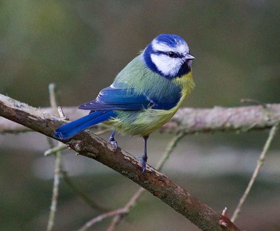 blue and yellow bird perching on tree, tit, wildlife, nature HD wallpaper