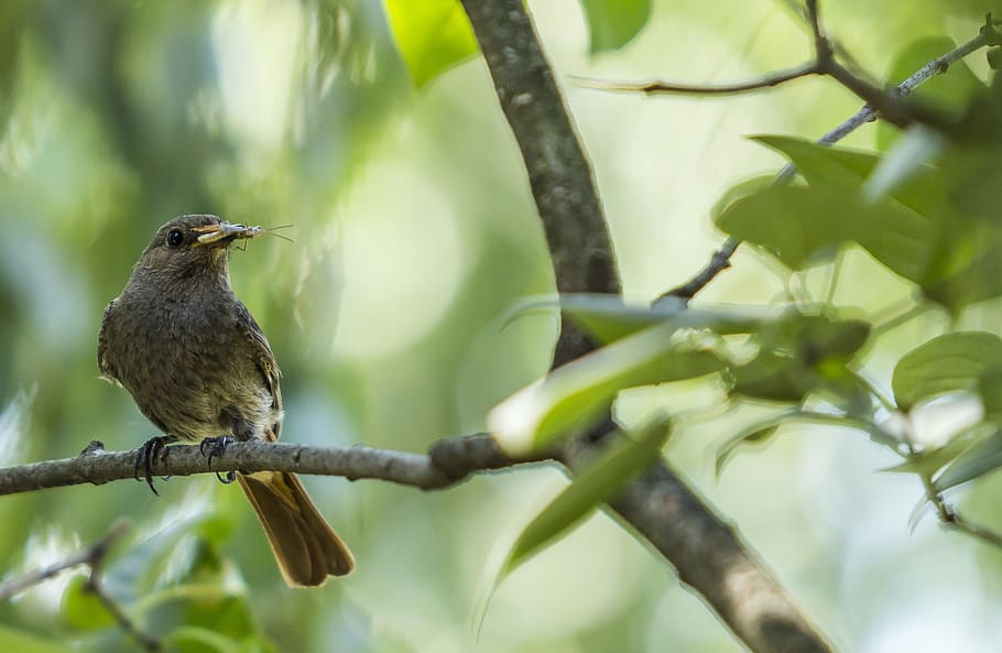 bird, eating, insect, feeding, nature, animal, wildlife, feather HD wallpaper