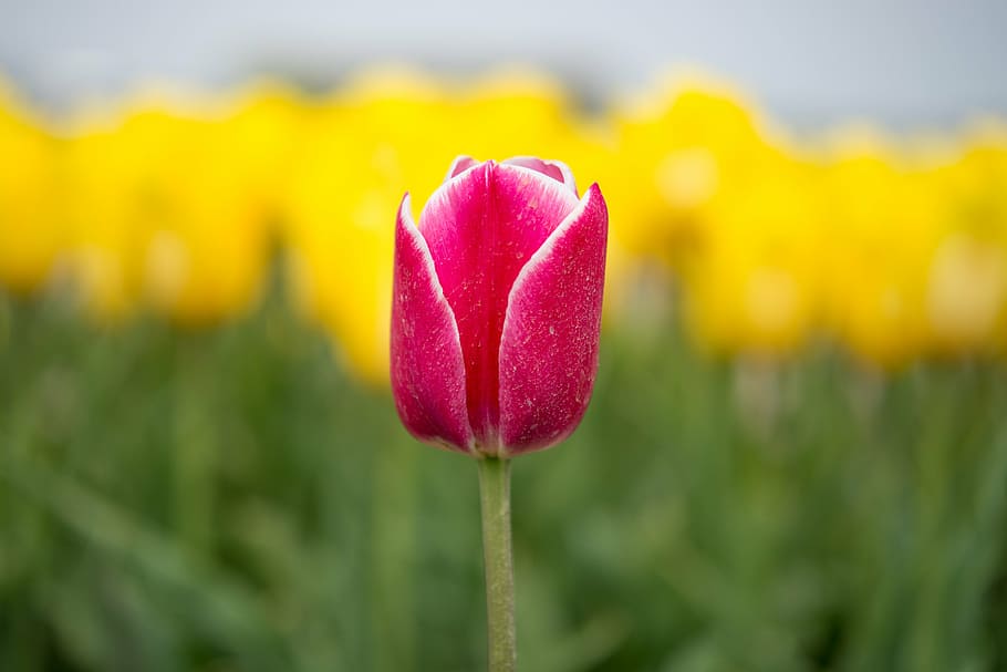 red, tu ip, yellow, flower, field, dutch, spring, nature, summer HD wallpaper