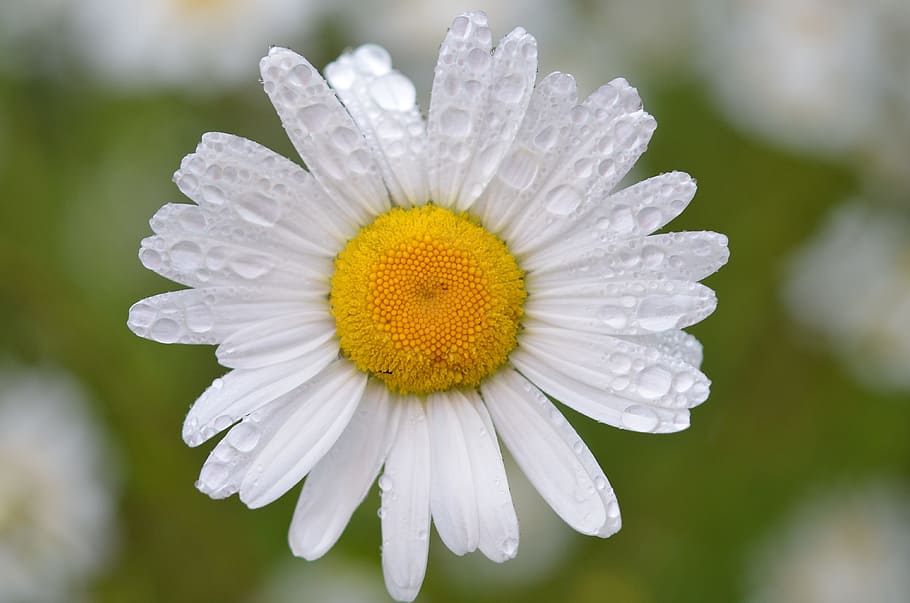 white daisy flower with water dew, nature, bloom, green, spring HD wallpaper