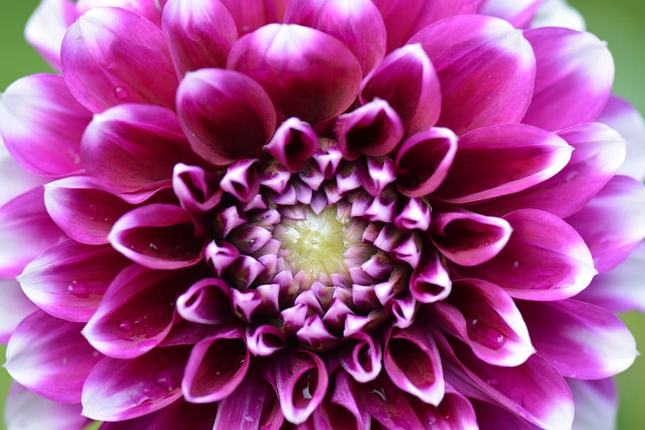 flower, nature, dahlia, easter, white, flowering plant, fragility HD wallpaper