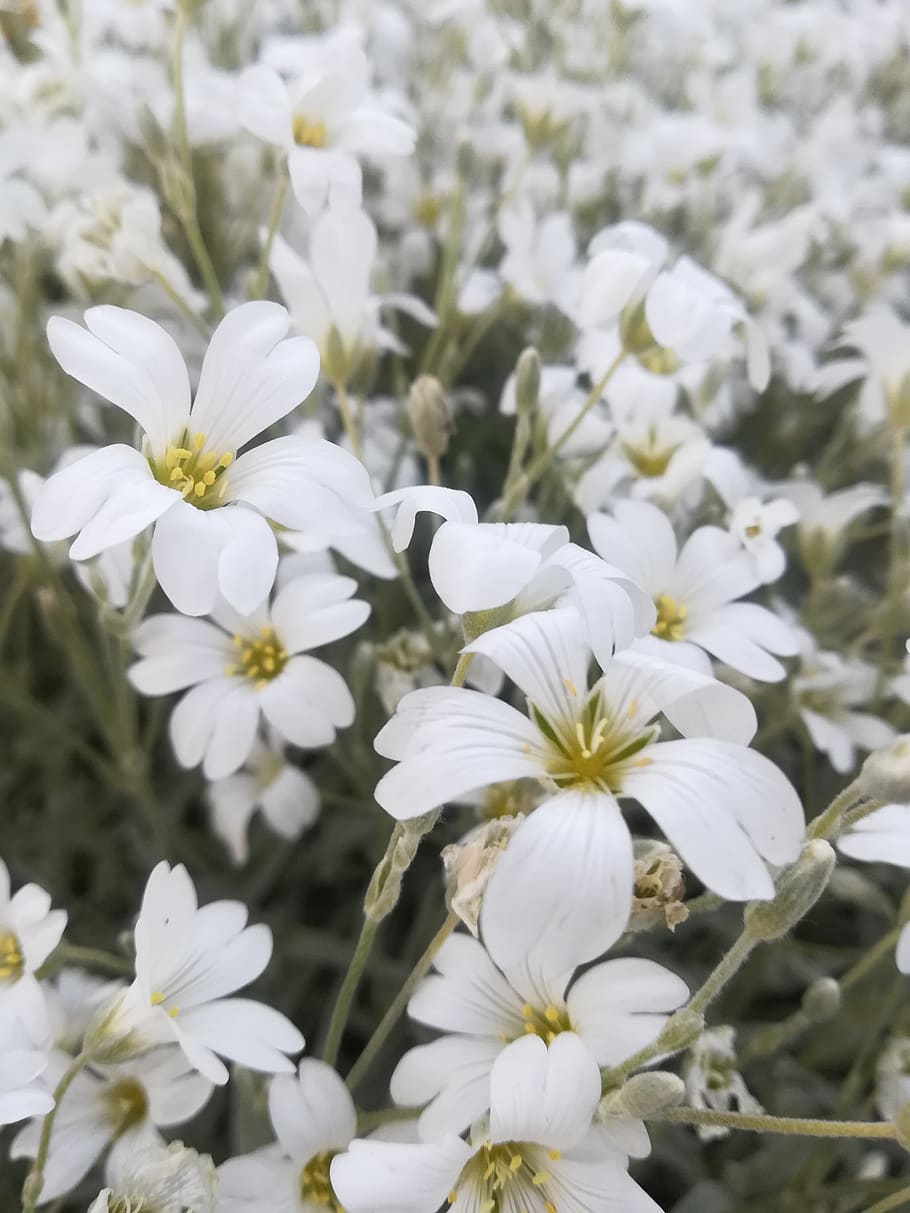 white flowers, garden, flowering plant, vulnerability, fragility HD wallpaper