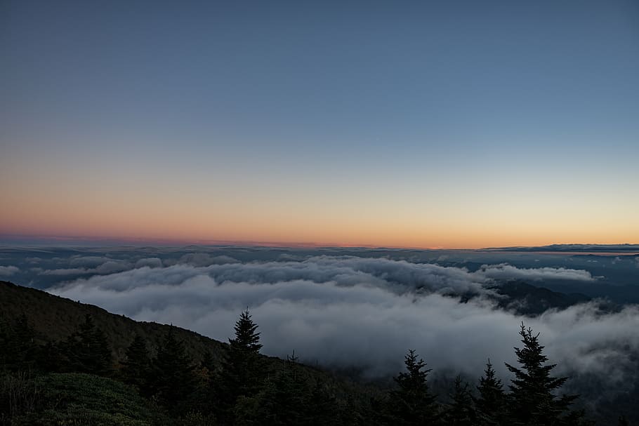 green leafed trees across fog, mountains, clouds, nature, landscape HD wallpaper