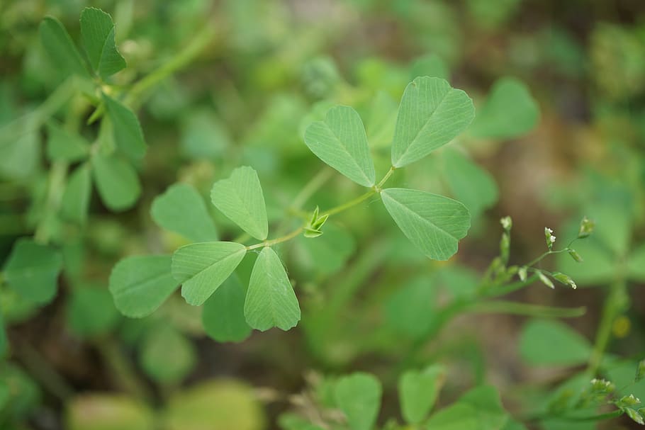 green, grass green, clover, plant part, leaf, green color, growth HD wallpaper