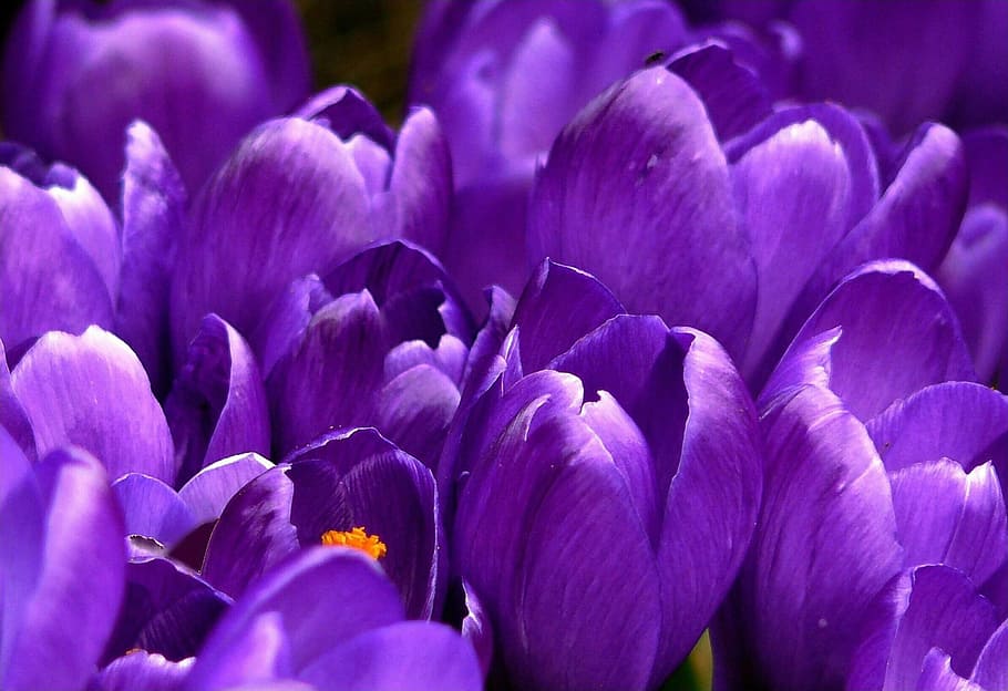 Close Up Photo of Purple Clustered Flower, bloom, blossom, close-up HD wallpaper