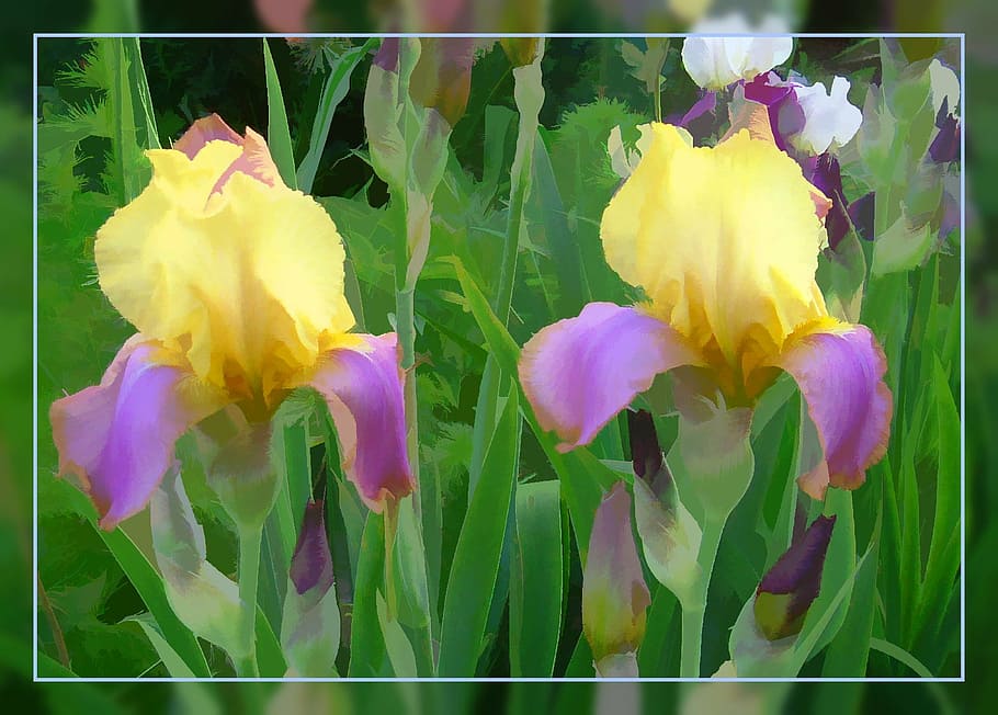 closeup photo of two yellow flowers, lily, garden, editing HD wallpaper