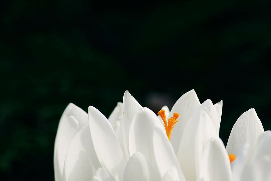 white petaled flowers, crocus, spring, spring flower, blossom HD wallpaper