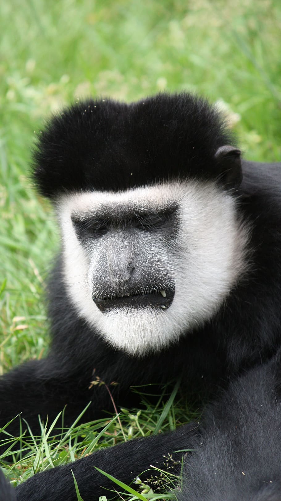 Monkey, Primate, Face, Mimic, colobus monkeys, one animal, animals in the wild HD wallpaper