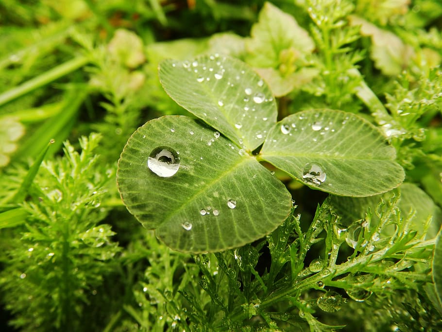 cloverleaf, drop, rain, rainy weather, raindrop, water-drop HD wallpaper
