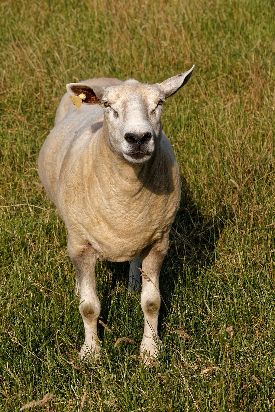 Sheep, Grass, Rush, Rush, Pasture, Meadow, animal, nature, wool HD wallpaper