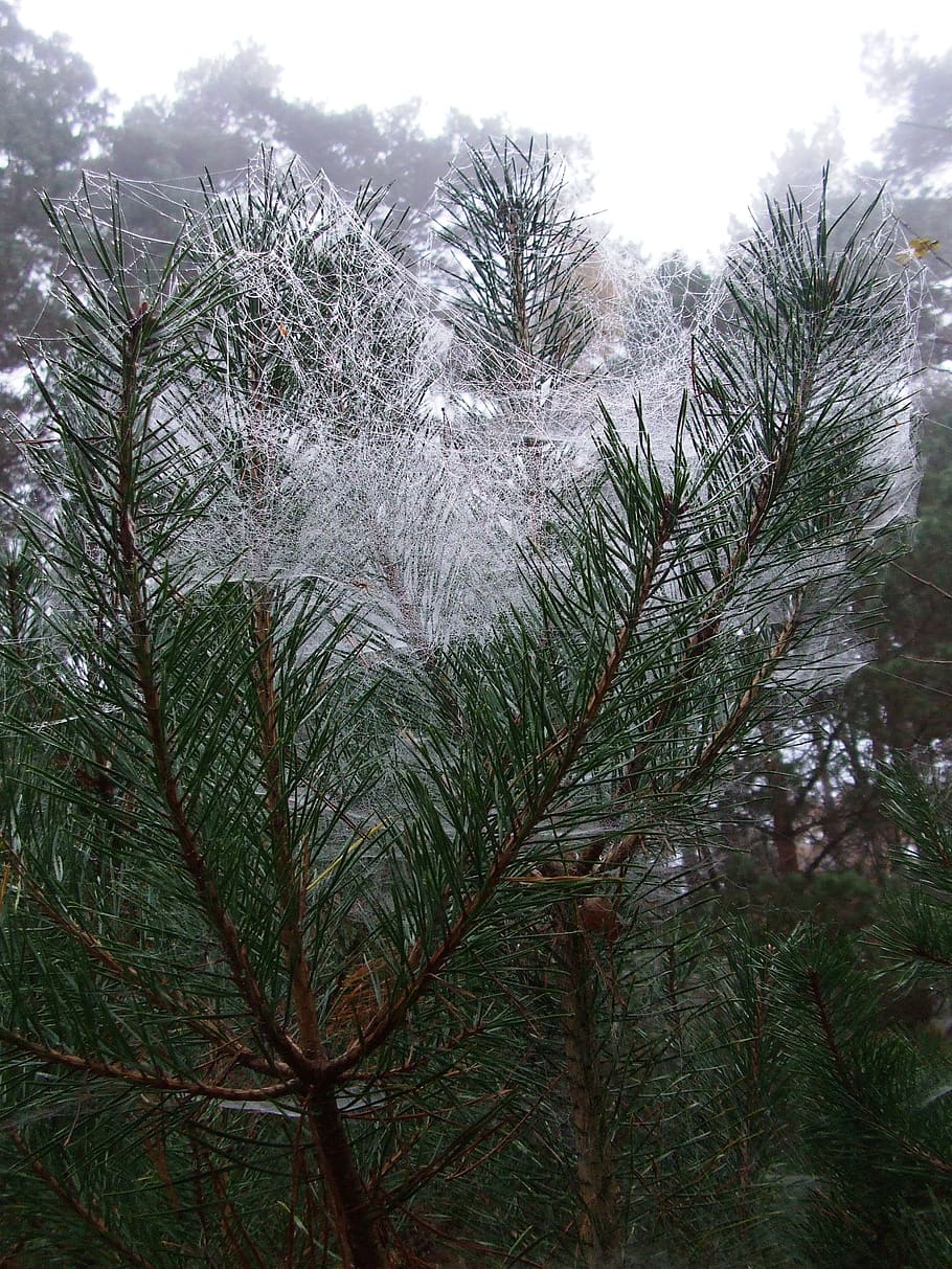 pine, spider webs, feenschleier, november, plant, tree, growth HD wallpaper