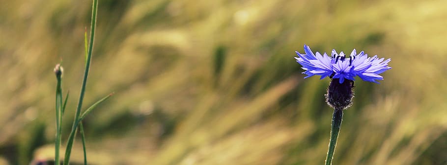 blue petaled flower, cornflower, blossom, bloom, summer, nature HD wallpaper