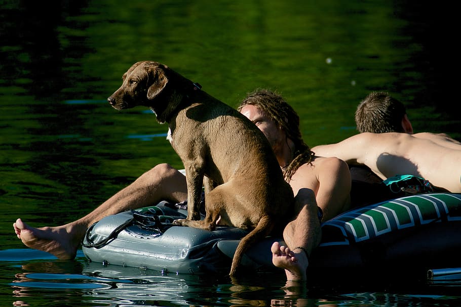 dinghy, dog, human, water, bathers, outdoors, men, summer, people HD wallpaper