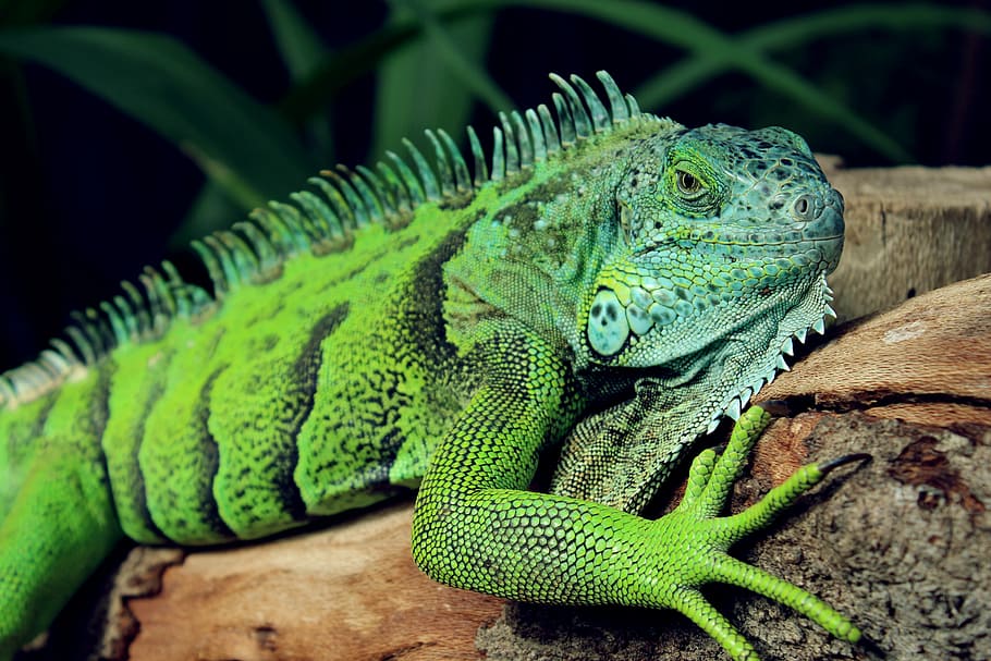 animal, green, iguana, lizard, reptile, reptilian, wild, nature HD wallpaper