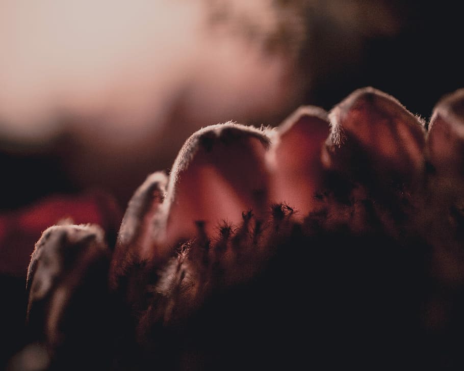 untitled, flower, macro, close up, bokeh, red, blur, close-up HD wallpaper