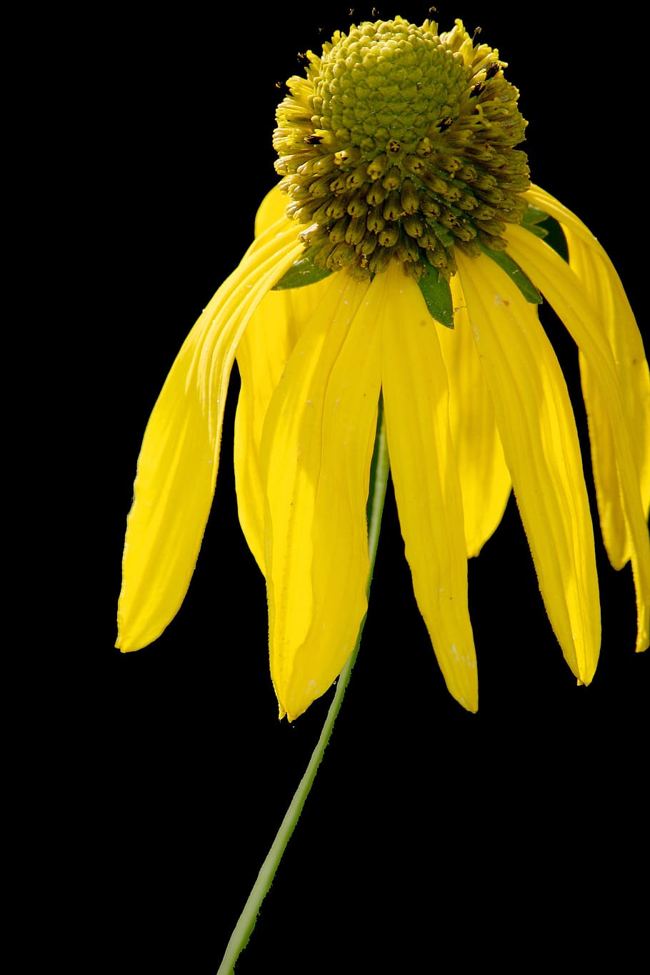 sun hat, yellow, macro, bright, flower, flowering plant, vulnerability HD wallpaper