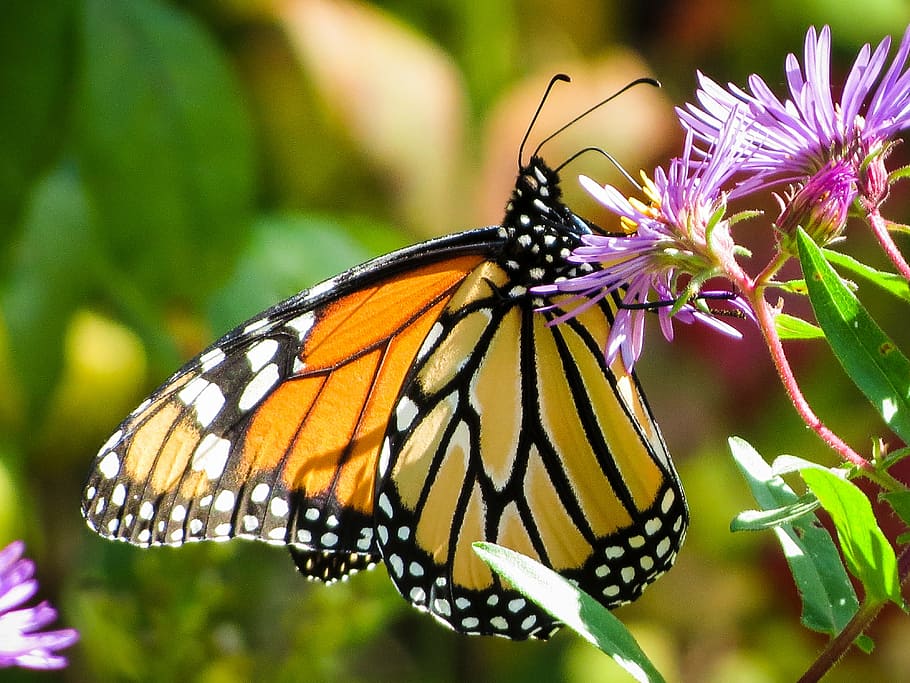 butterfly, insect, monarch, nature, butterfly - Insect, animal HD wallpaper