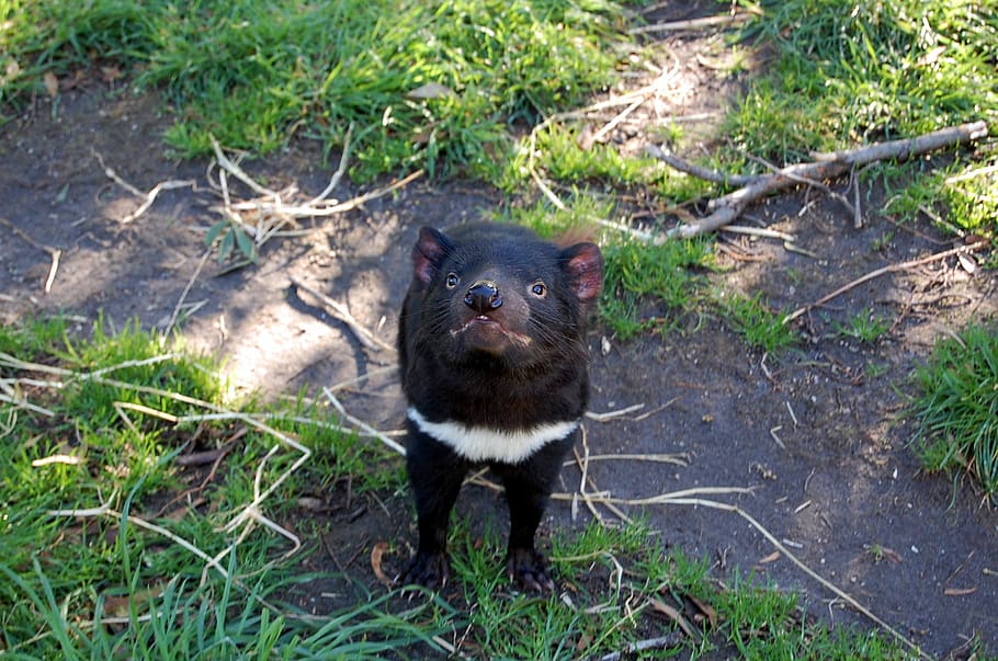 tasmanian devil on grass field, animal, endangered, one animal, HD wallpaper