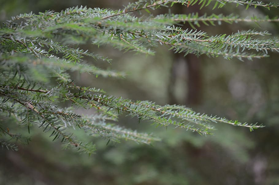 forest, nature, leaves, tree, branches, plant, green color HD wallpaper