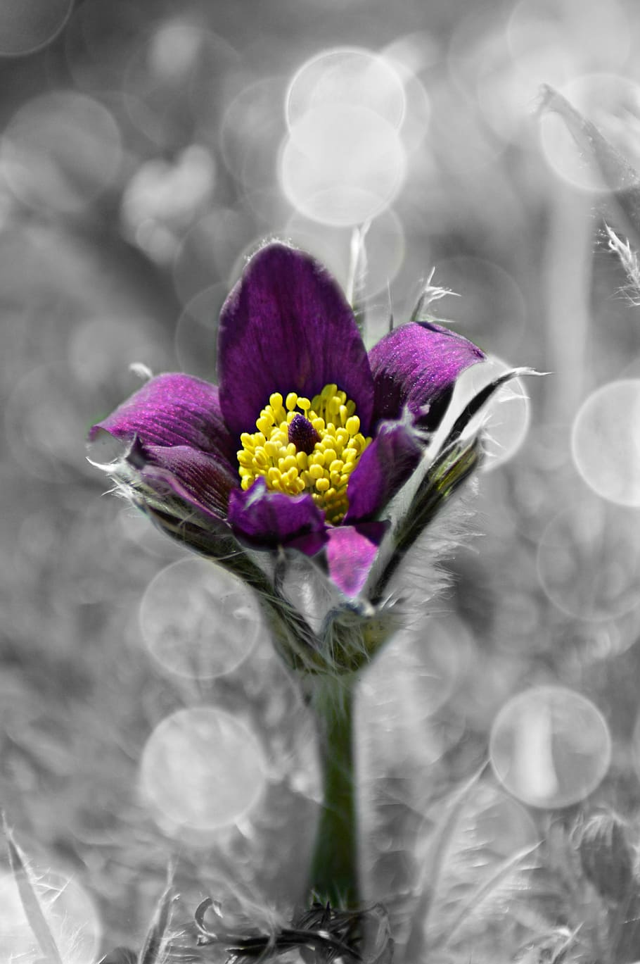 Flower, Purple, Spring, Sunlight, flowers, summer flowers, pulsatilla grandis HD wallpaper