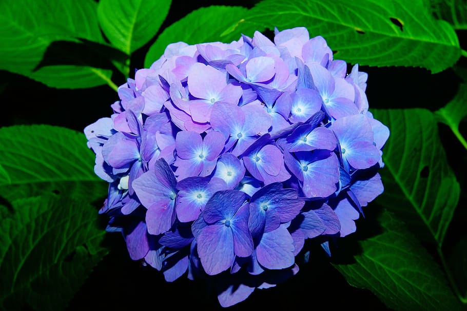 purple flowers, hydrangeas, blue, inflorescence, hydrangea flower HD wallpaper