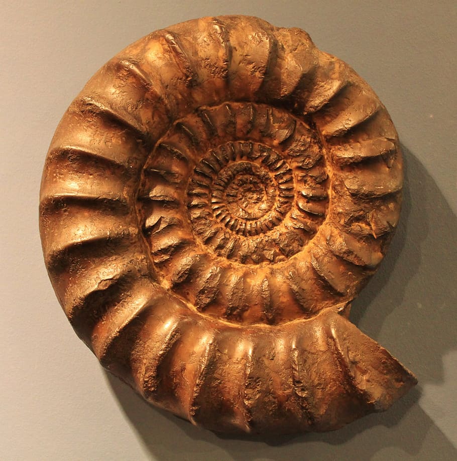 Hd Wallpaper Brown Nautilus Shell Ammonit Petrification Fossil Fossil Beast Wallpaper Flare