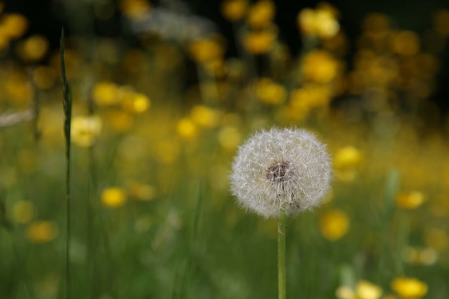 dandelion, spring, meadow, pointed flower, nature, flowers HD wallpaper
