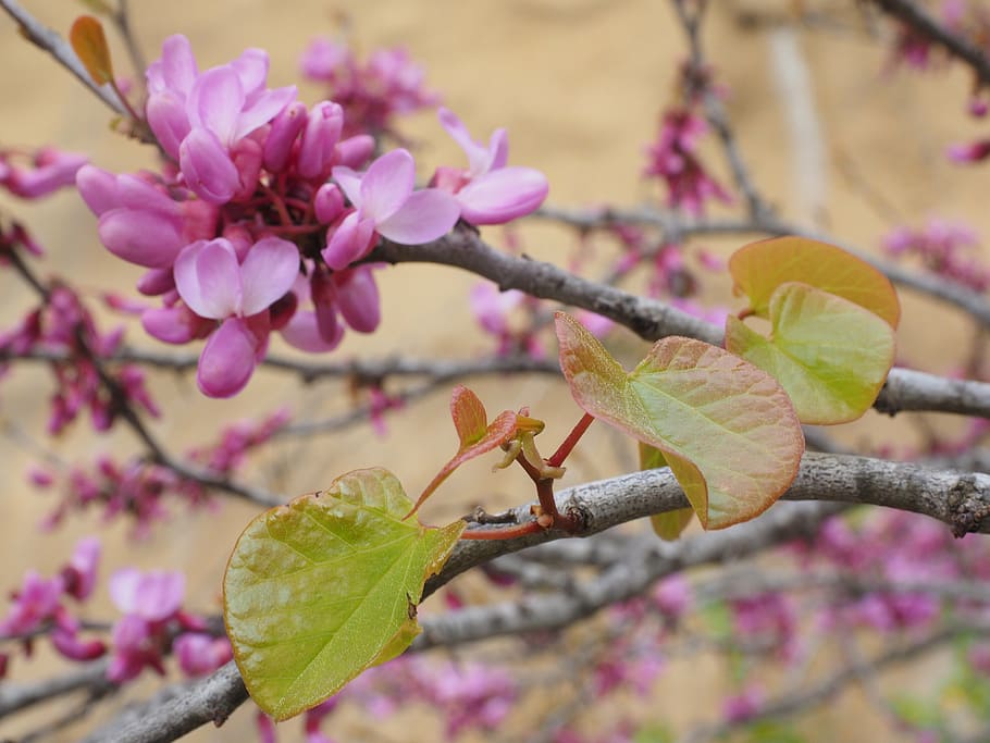 judas tree, flowers, bloom, pink, ordinary judas tree, cercis siliquastrum