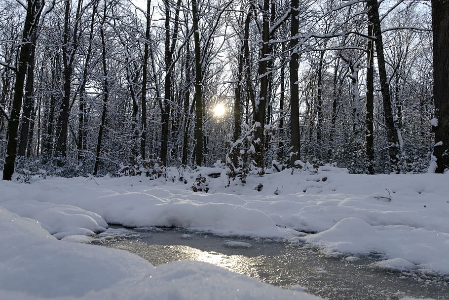 snow, forest, nature, winter, tree, frost, cold - Temperature HD wallpaper