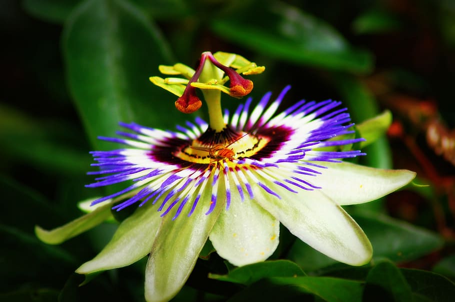 Passion Flower, Flora, Macro, nature, flowers, garden, petal HD wallpaper