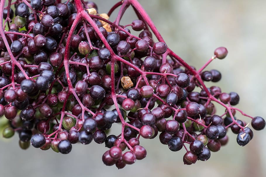 elder, berries, macro, elderberries, unripe berries, fruit HD wallpaper