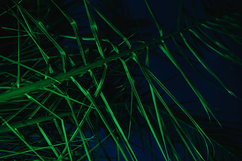 Illuminated palm trees, abstract, green, nature, leaf, leaves HD wallpaper