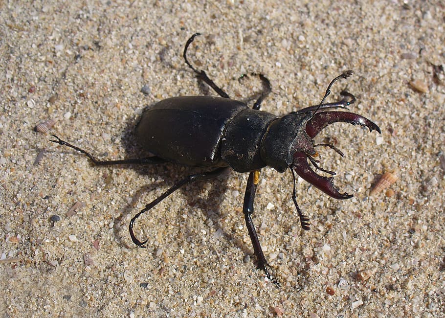insect, stag beetle, bug, macro, black, male, nature, animal themes HD wallpaper