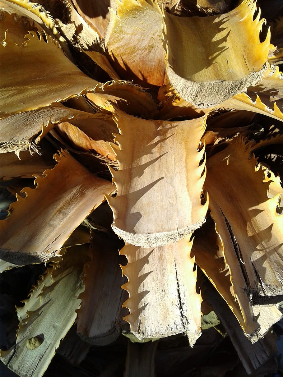 palm, leaves, cut, tree, thorns, nature, environment, botanical HD wallpaper