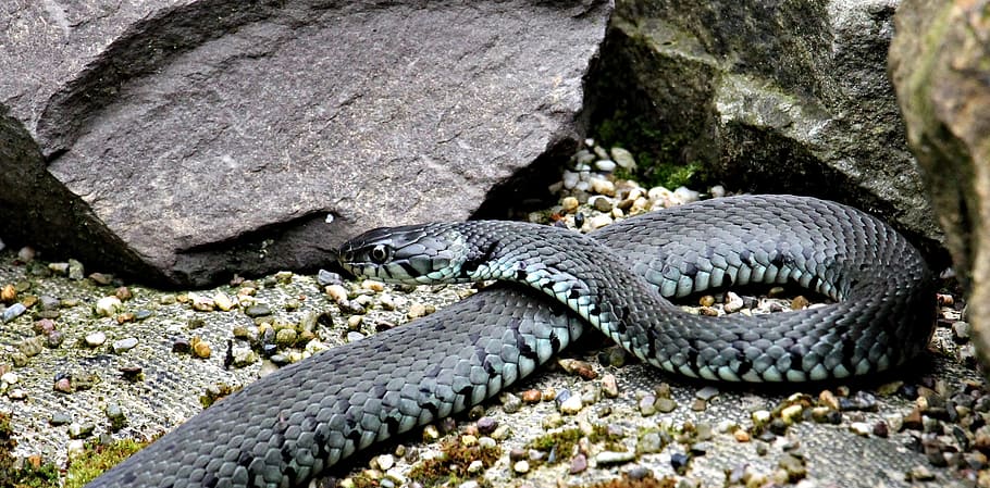 black snake beside the rock, grass snake, reptile, natter, nature HD wallpaper