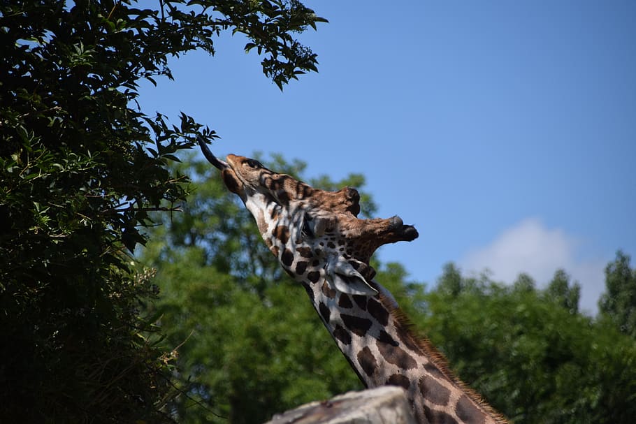 wild animals, zoo, giraffe, tree, animal themes, animal wildlife HD wallpaper