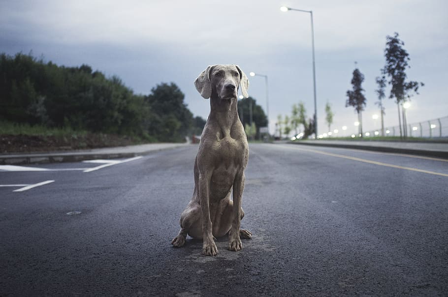 men's brown weimaraner dog on gray asphalt road, adult gray weimaraner on wide road during daytime HD wallpaper