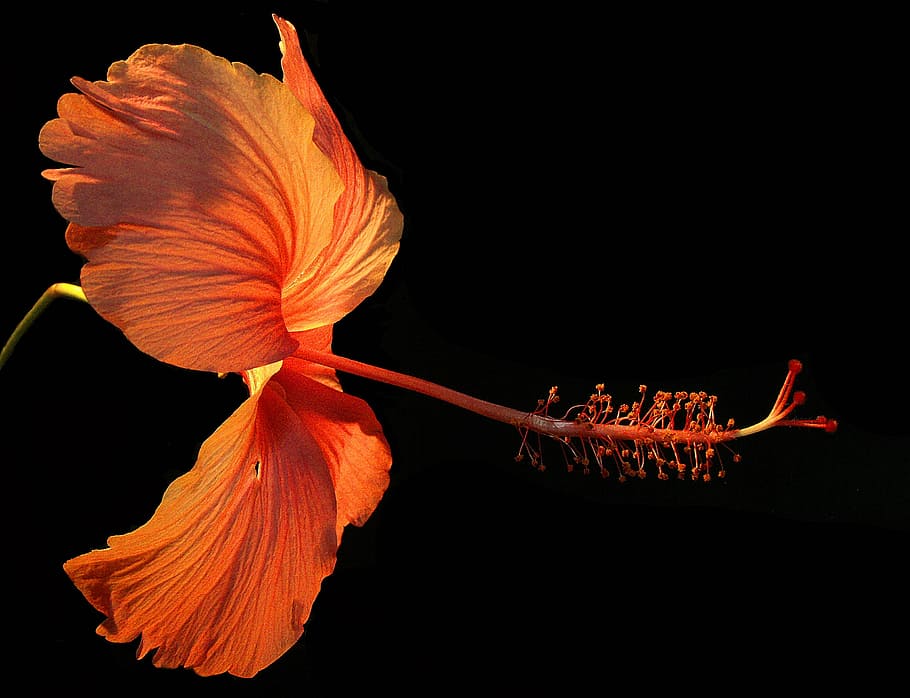 photo of orange hibiscus, flower, blossom, bloom, close, red HD wallpaper