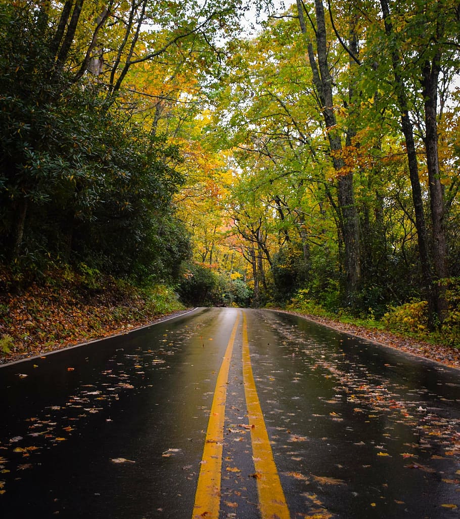 photo of road between forest, nature, leaves, trees, green, trip