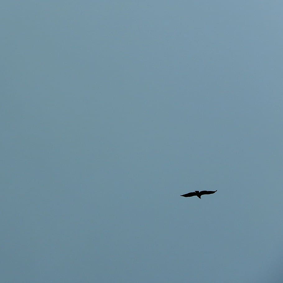 ave, sky, wings, seagull, flight, fly, bird, animals, blue HD wallpaper