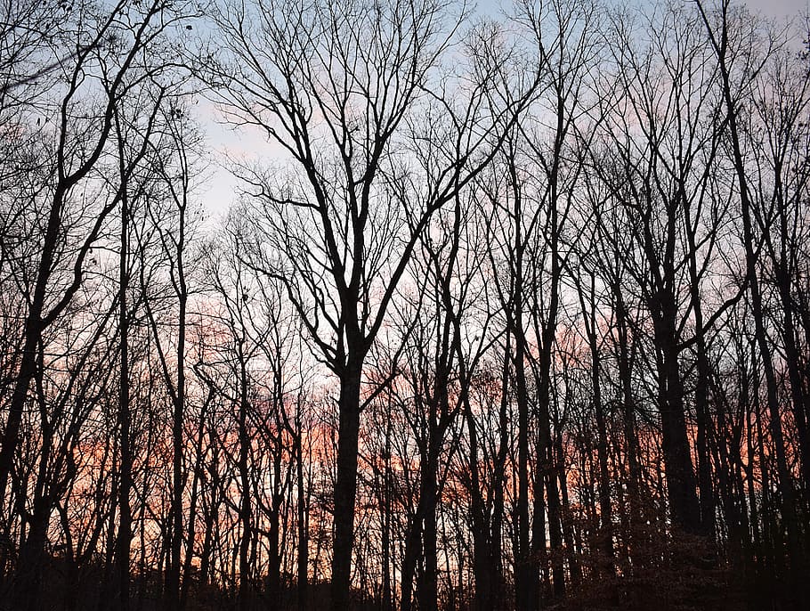 Sunrise, Dawn, Winter, Trees, january, colorful, plants, nature HD wallpaper