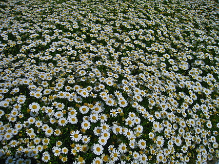 daisy, margaret, countless, gregariousness, one side, flower garden HD wallpaper