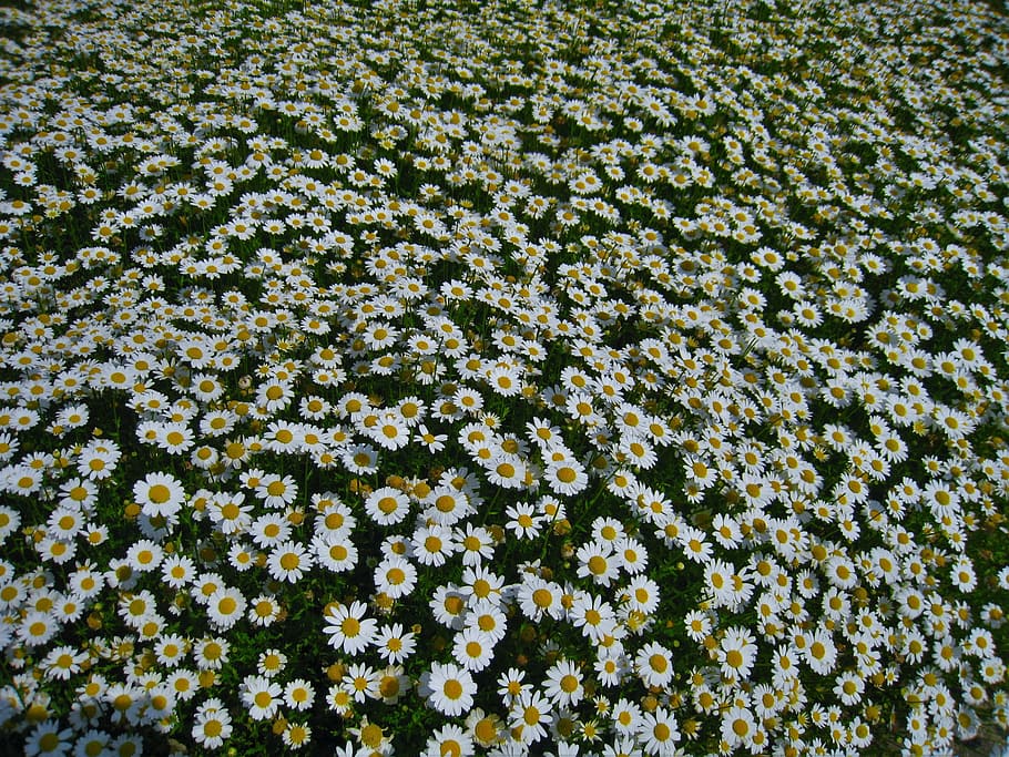 daisy, margaret, countless, gregariousness, one side, flower garden HD wallpaper